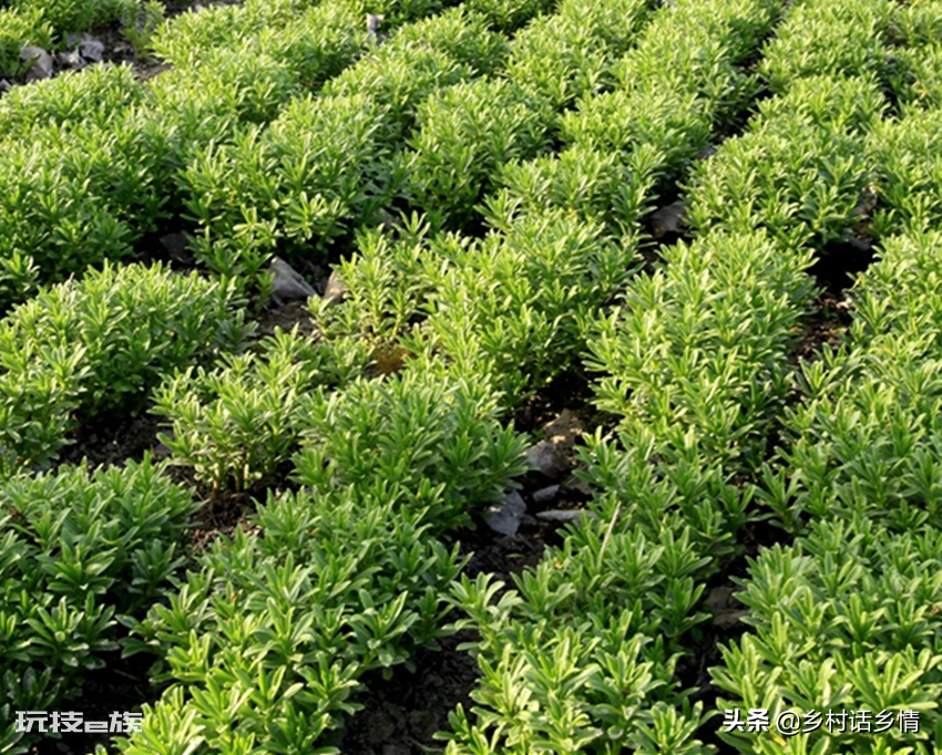 夏天可以种什么菜最合适(适合种植五种高产蔬菜品种)-图片5